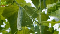 Greenhouse Cucumber Farming  | khira ki kheti | खीरे की मालामाल खेती