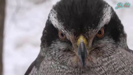 Ưng ngỗng | Sát thủ vùng rừng rậm