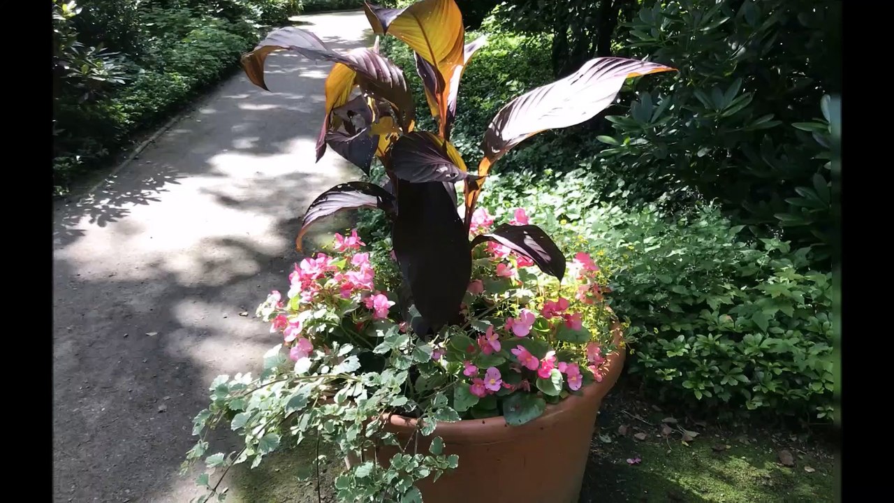 Pinneberg - Rosengarten Juli 2020 /Full Film/Complete Movie/Ganzer Film