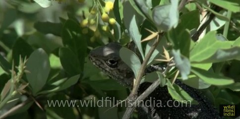 Himalayan Agama eats Berberis flowers in India : ayurvedic lizard?