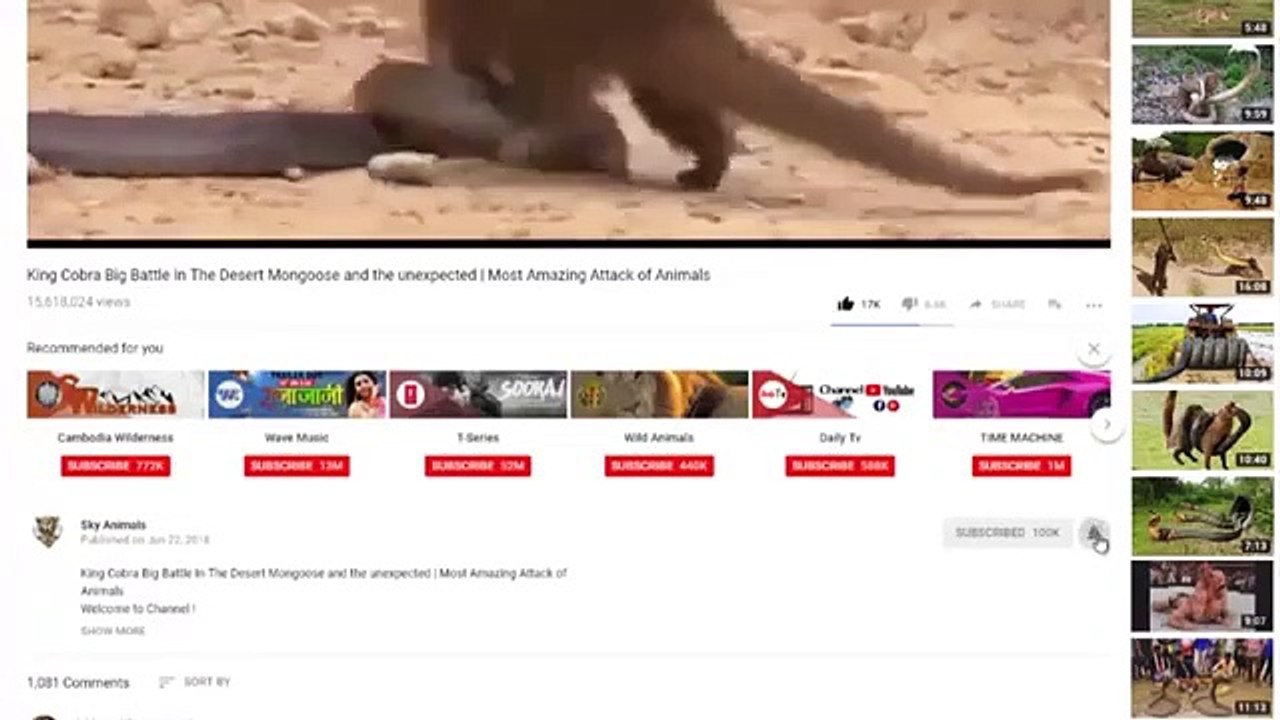 King Cobra Big ,Battle In The ,Desert Honey Badger, - Snake Vs Mongoose,  Amazing Attack, of Animals