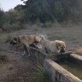 COBAN KOPEKLERi SPORDAN SONRA SU KEYFi - ANATOLiAN SHEPHERD DOGS EXERCiSE LATER SHOWER