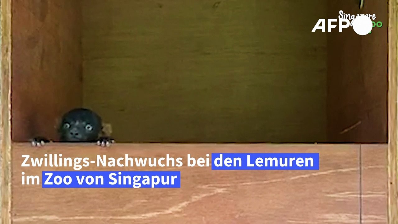 Seltene Lemuren-Zwillinge in Singapur geboren