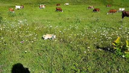 Les poilus aux Glières