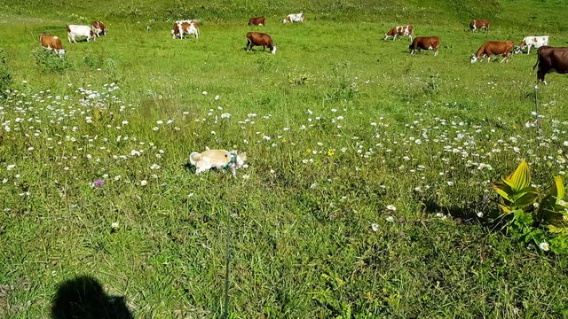 Les poilus aux Glières