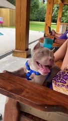 Doggy Loves Having Discussions