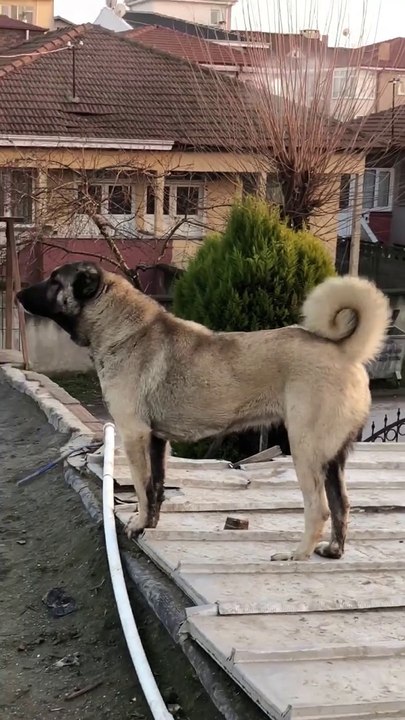 BAKIMLI SiMiT KUYRUK SiVAS KANGAL KOPEGi - ANATOLiAN SHEPHERD SiVAS KANGAL DOG