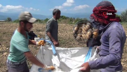 Patates hasadı başladı, çiftçi umduğunu bulmadı