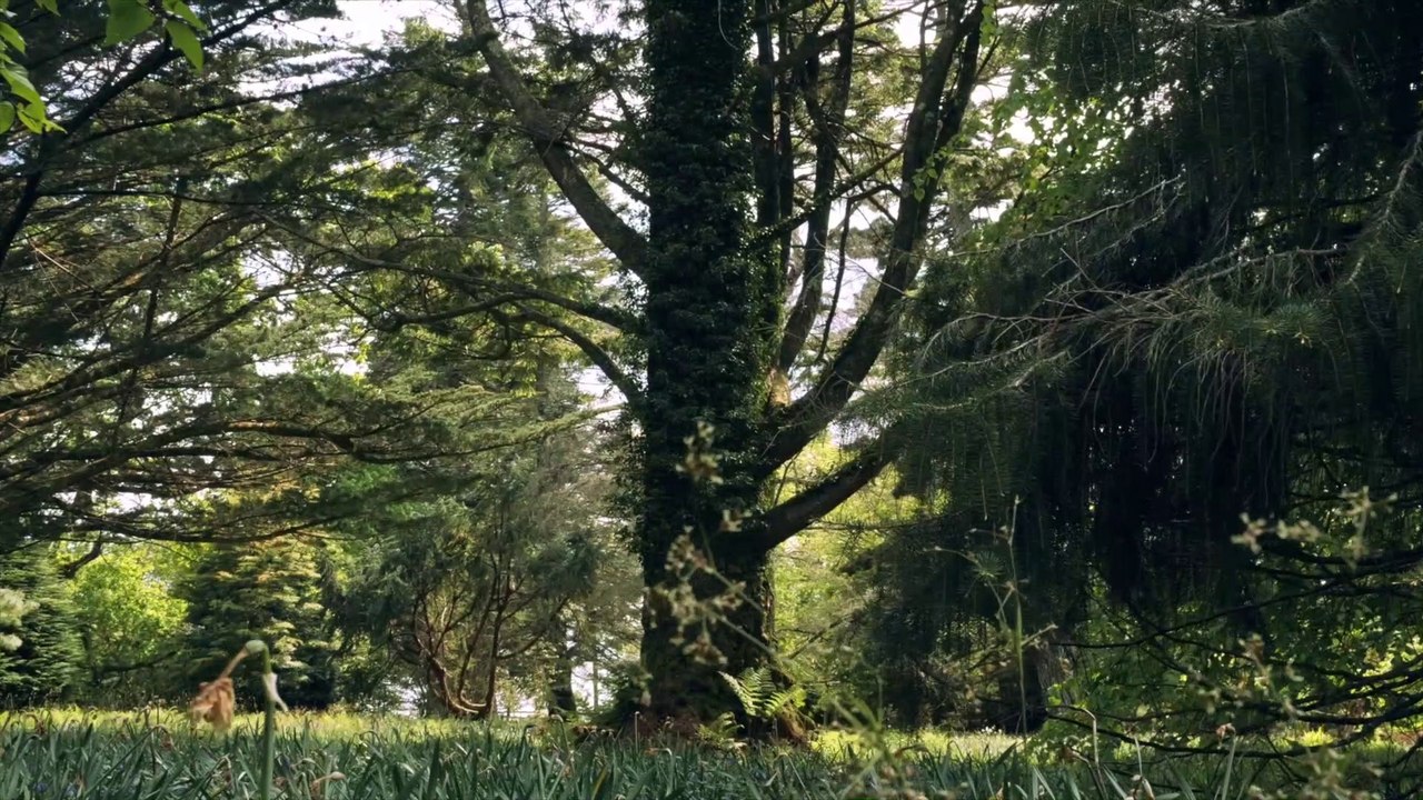 PLANTING D'ARBRES