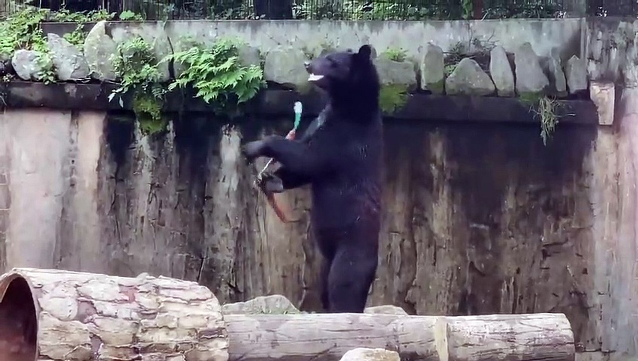 Un ours s'entraine avec des Nunchaku dans un zoo