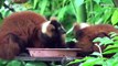 Critically Endangered Red-Ruffed Lemur Twins Make Public Debut at Zoo
