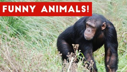 Monkey Throws Poop and Other Funny Animals Caught on Tape _ Funny  Pet Videos