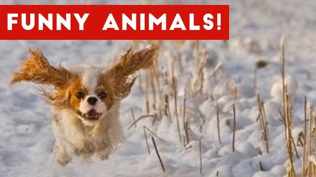 Funniest Pet Clips, Bloopers & Moments Caught On Tape 2017 _ Funny Pet Videos