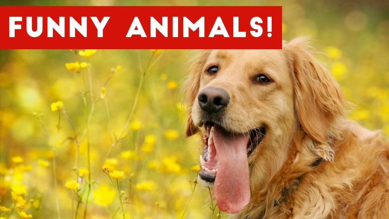 Funniest Pet Clips, Bloopers & Moments Caught On Tape 2017 _ Funny Pet Videos