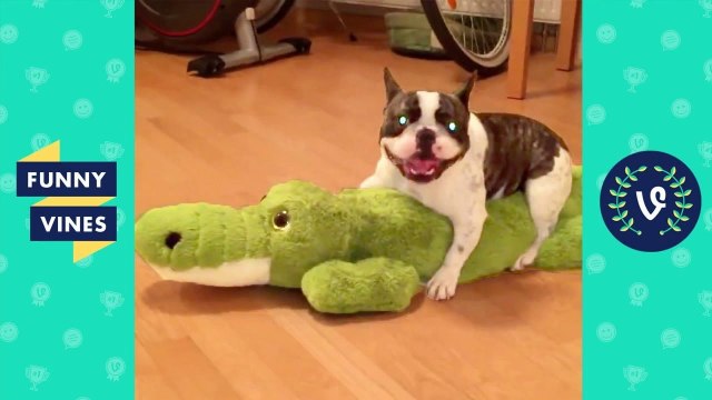 TRY NOT TO LAUGH - FUNNY ANIMALS Compilation _ Cute Dogs & Cats _ Funny Vines June 2018