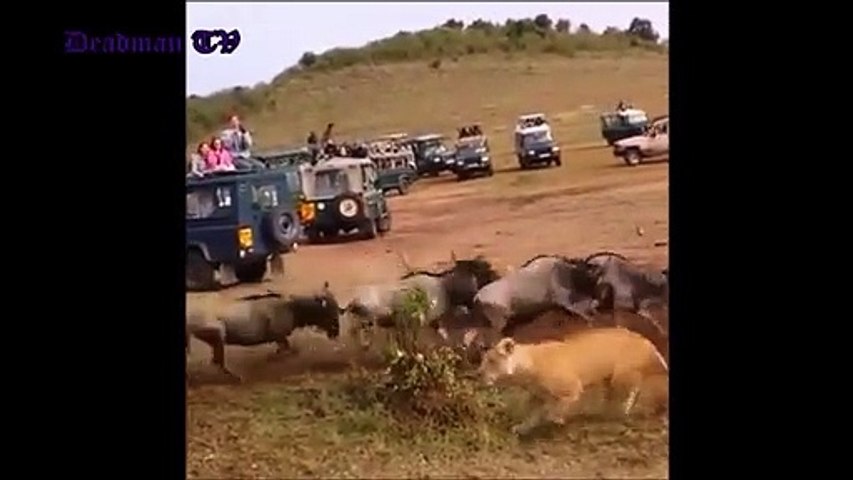 Lion Fatal attack on Wildebeests (Rapid kill) - Male lion's momentum (Live attack)