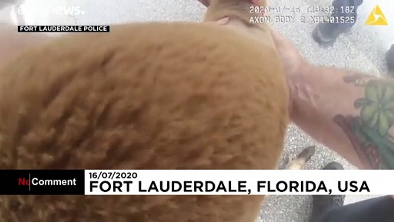 Känguru in Florida festgenommen