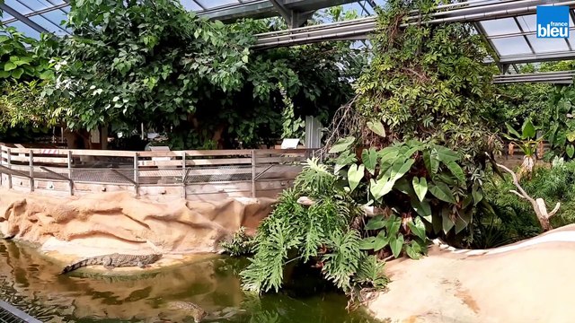 Découvrez les reptiles de la ferme aux crocodiles de Pierrelatte
