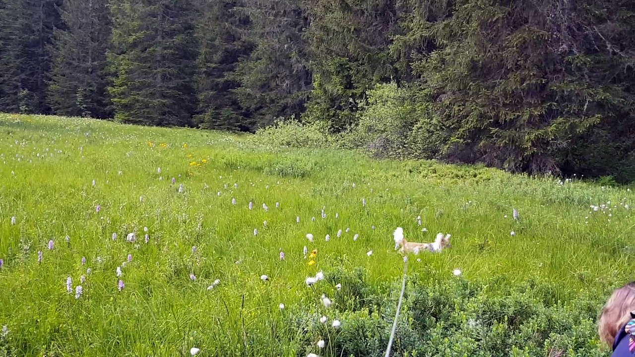 Dans un champs d'orchidées