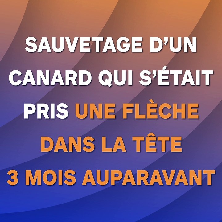 Sauvetage d’un canard qui s’était pris une flèche dans la tête 3 mois auparavant
