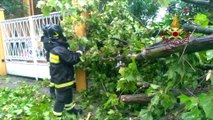 anconaAncona - Maltempo, albero crolla su auto (17.07.20)