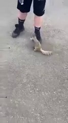 Esquilo persegue e implora por água a humano