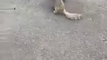 Esquilo persegue e implora por água a humano