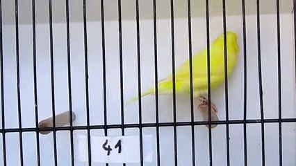 Une fratrie de 4 mâles jaune schimmel