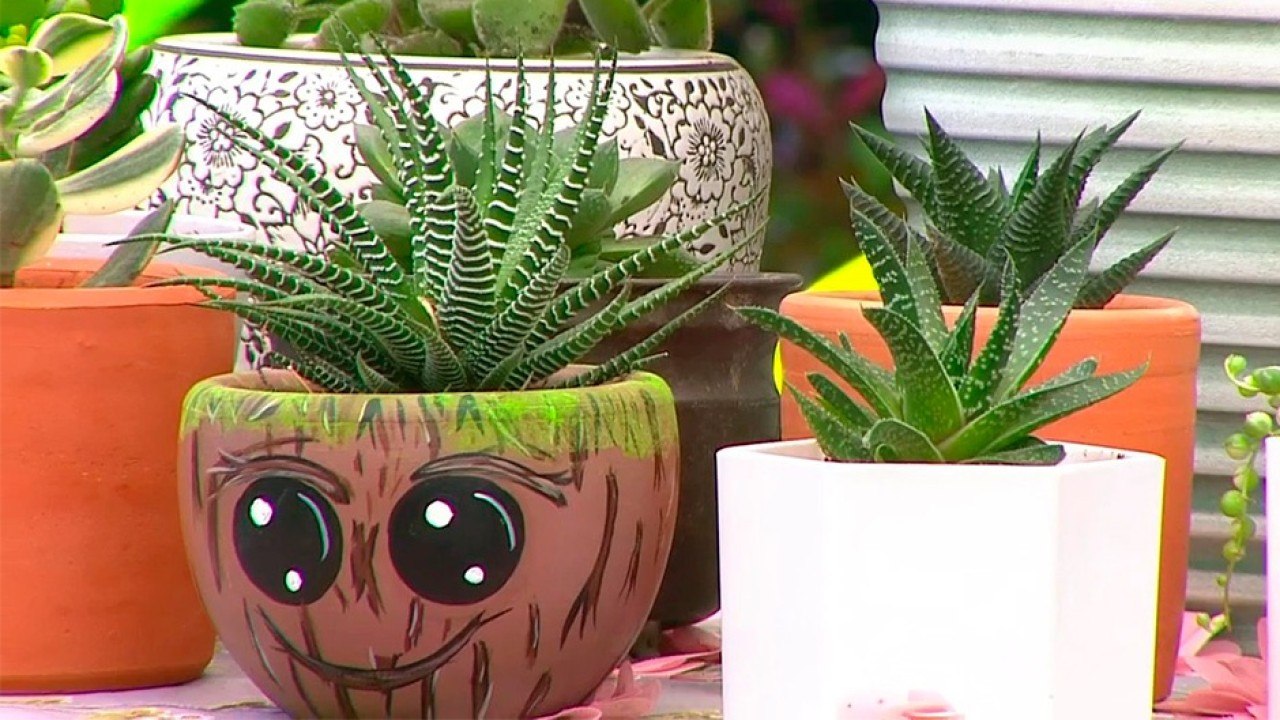 bd-plantas-recomendables-para-interiores-170720