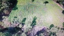 Γρεβενά: Εντοπισμός 13.852 δενδρυλλίων κάνναβης από το ν (φωτο-βίντεο)