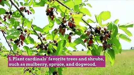 7 Ways to Attract Cardinals So You Can Enjoy Their Beauty in Your Yard