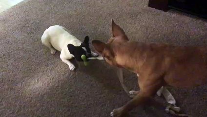 Pit Bull vs French Bulldog - Sweetest Reaction