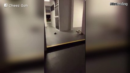 Dos ratas protagonizaron una pelea y un gato fue su espectador