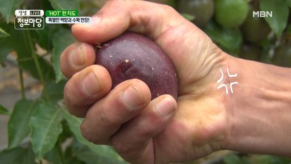 특별한 백향과 수확 현장!
