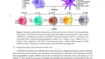 Covid 19 Pandemic Update - Vitamin D and COVID-19 Immunity, The Endothelium, and Deficiencies