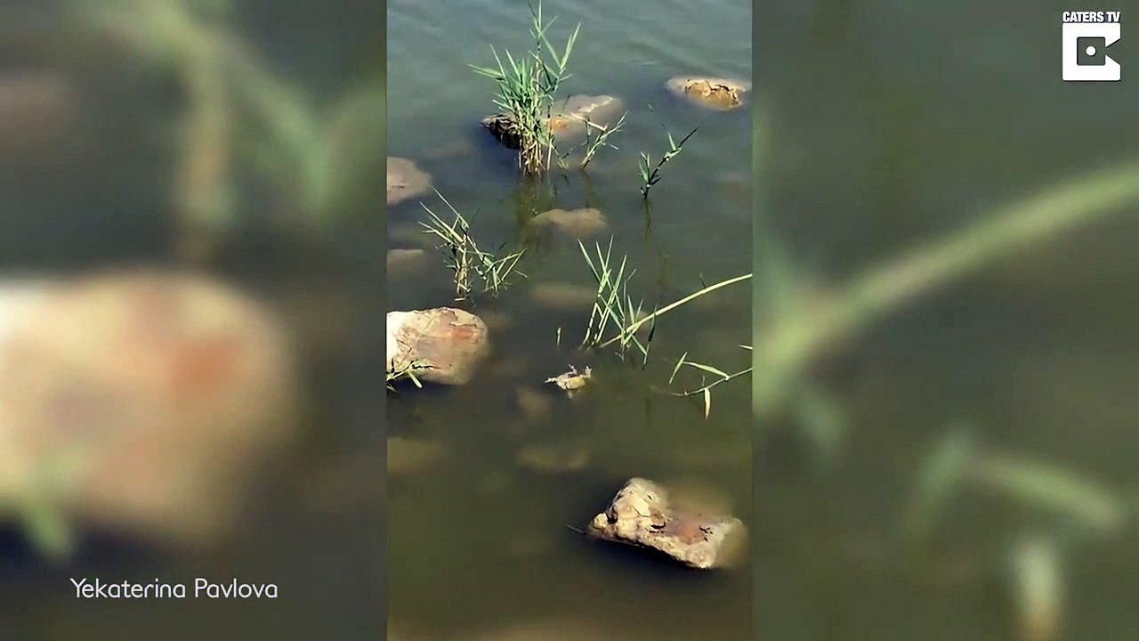 Double repas pour ce serpent qui capture un couple de grenouilles en pleine action...