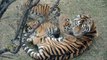 Cette maman tigre et ses 4 petits sont juste adorables