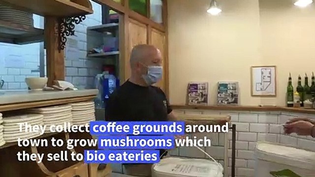 Belgian eco-business collects coffee grounds to make mushrooms