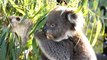 Koalas regresan a su hábitat tras los devastadores incendios en Australia