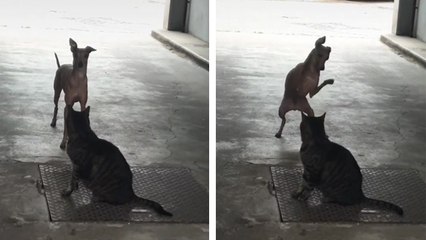 Une rencontre intense entre un chat et un chien
