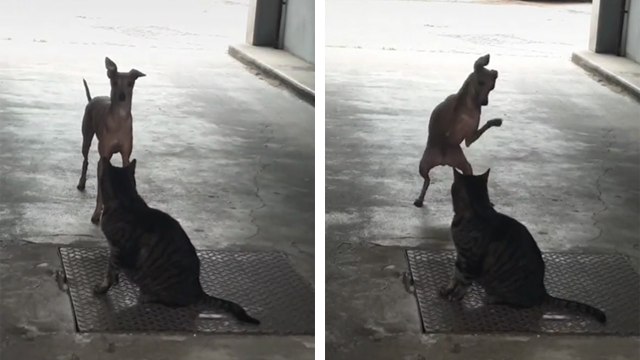 Une rencontre intense entre un chat et un chien
