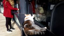 Cat in the ticketing booth of Aslan Park  Tuzla, Turkey