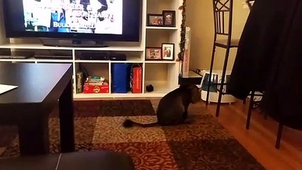 PERROS Y GATOS ¡TRATA DE NO REIRTE!