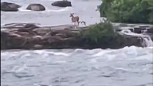 Un cerf de Virginie est coincé sur une petite île en haut des chutes Niagara depuis un an