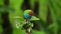 Amazing Beautiful Colorful Birds - Relax Forest - TV Screensaver - Stunning Birds 4k Ultra HD 60fps - YouTube