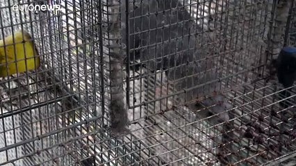 Spagna e Olanda: centinaia di migliaia di visoni contagiati e abbattuti