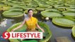 Doing yoga on world's largest water lily leaves in Yunnan, China