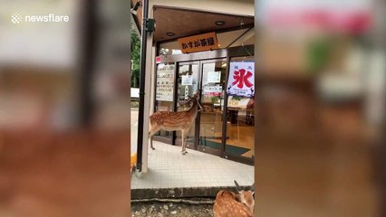Two wild deers visit sweet shop in Nara park, Japan