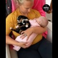 AWW CUTE BABY ANIMALS Videos Compilation cutest moment of the animals - Soo Cute #37