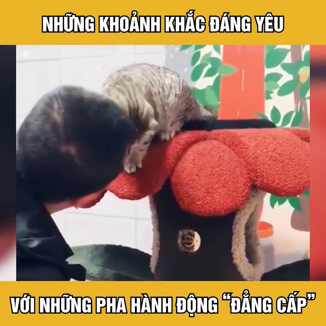 Cười lăn lóc với những tình huống hài hước lầy lội của động vật | Tik Tok động vật #1